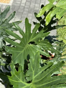 philodendron-bipinnatifidum-tree-philodendron-IMG_8678