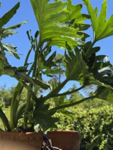 philodendron-bipinnatifidum-tree-philodendron-IMG_8682