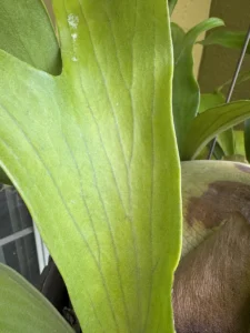 platycerium-alcicorne-staghorn-fern-IMG_9322