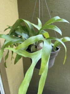 platycerium-alcicorne-staghorn-fern-IMG_9340