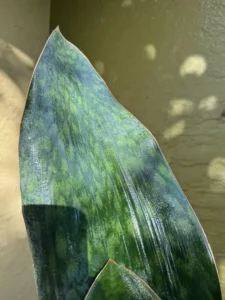 rfwhl02-sansevieria-masoniana-whale-fin-IMG_3146