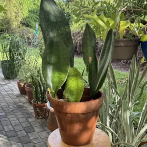 Sansevieria Masoniana - Whale Fin  "Ballena" (Large)