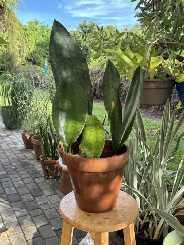 rfwhl02-sansevieria-masoniana-whale-fin-IMG_3172