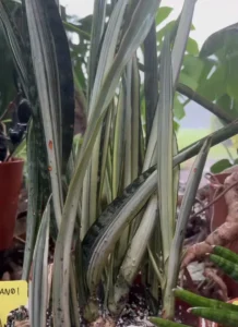 sansevieria-bantels-sensation-snake-plant-rain