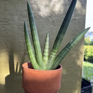 Sansevieria Cylindrica - Spear Plant (Medium)