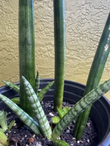sansevieria-cylindrica-snake-plant-african-spear-plant-IMG_9139