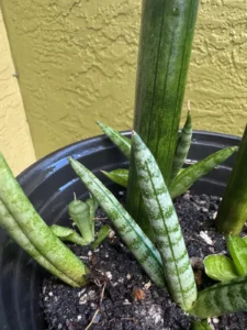 sansevieria-cylindrica-snake-plant-african-spear-plant-IMG_9141