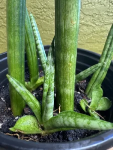 sansevieria-cylindrica-snake-plant-african-spear-plant-IMG_9143