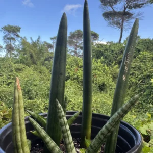 Sansevieria Cylindrica - Spear Plant (Small)