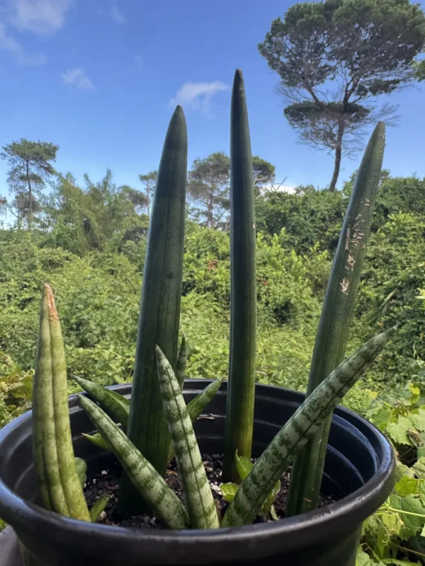 sansevieria-cylindrica-snake-plant-african-spear-plant-IMG_9148