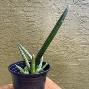 Sansevieria Cylindrica - Spear Plant (Small)