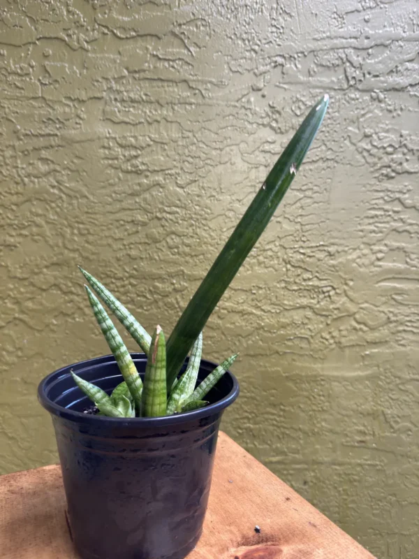 Sansevieria Cylindrica - Spear Plant (Small)