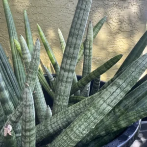 Sansevieria cylindrica – Spear Plant (Large)