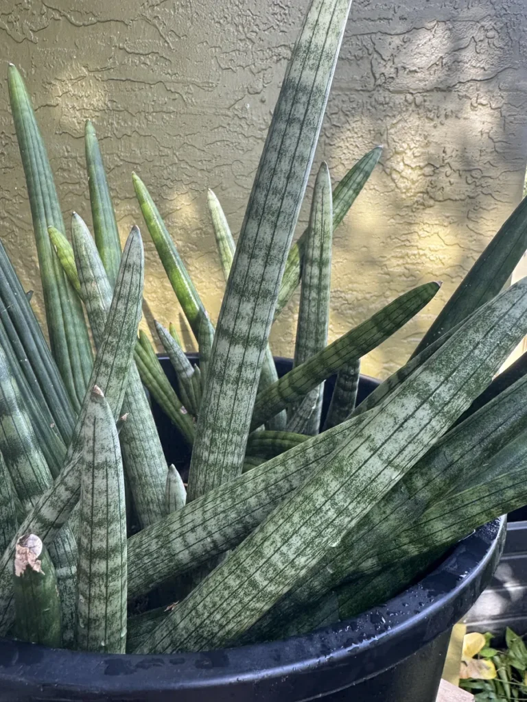 Sansevieria cylindrica – Spear Plant (Large)