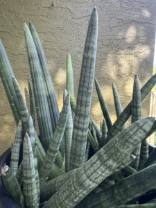 sansevieria-cylindrica-snake-plant-spear-plant-IMG_8818
