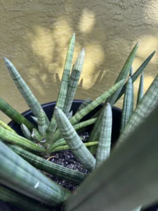 sansevieria-cylindrica-snake-plant-spear-plant-IMG_8820