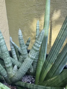 sansevieria-cylindrica-snake-plant-spear-plant-IMG_8824