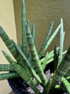 sansevieria-cylindrica-snake-plant-spear-plant-IMG_9651