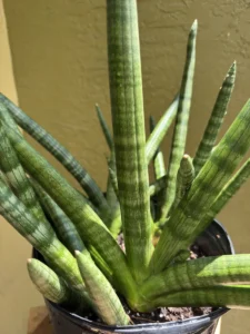 sansevieria-cylindrica-snake-plant-spear-plant-IMG_9652