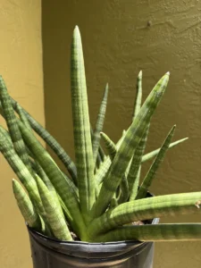 sansevieria-cylindrica-snake-plant-spear-plant-IMG_9653