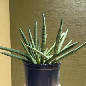 Sansevieria cylindrica – Spear Plant (Large)