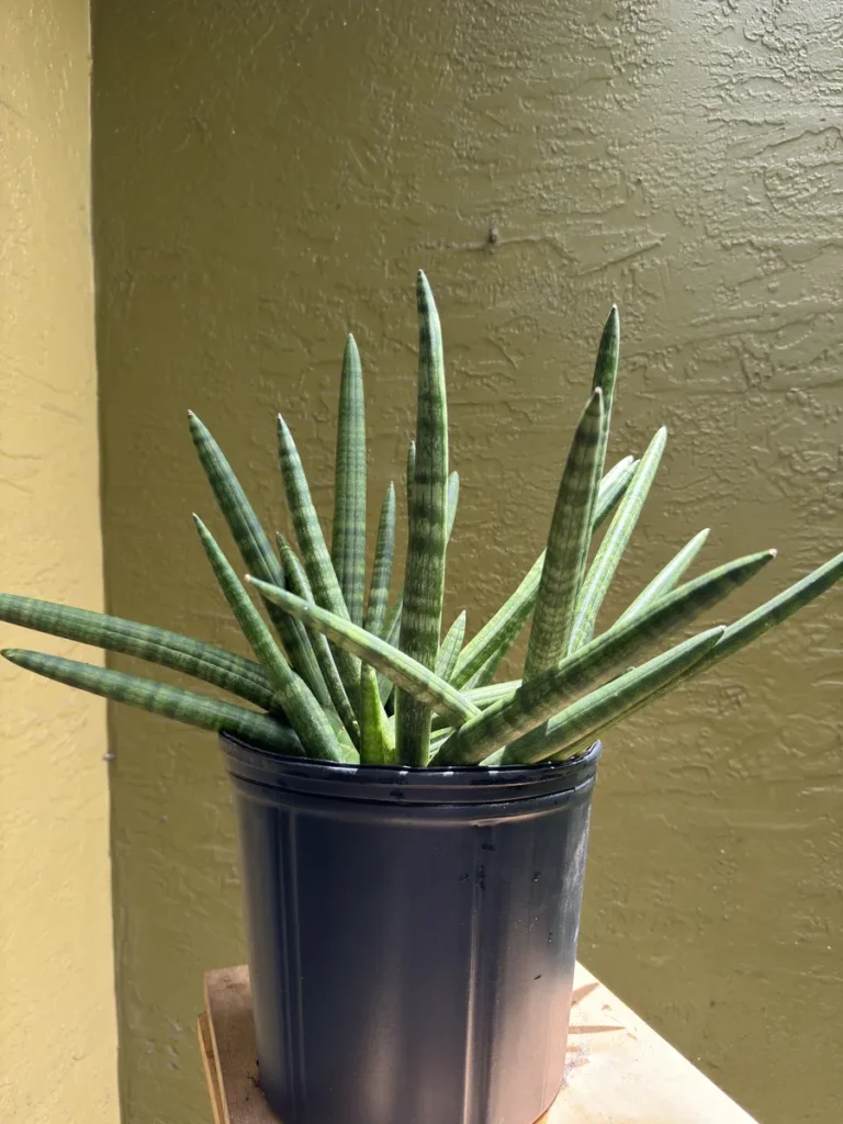 Sansevieria cylindrica – Spear Plant (Large)