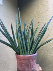 sansevieria-cylindrica-snake-plant-spear-plant-og-qapla-IMG_9119