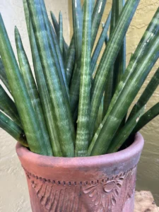 sansevieria-cylindrica-snake-plant-spear-plant-og-qapla-IMG_9121