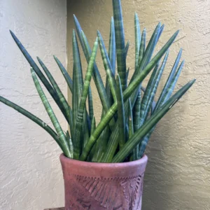 Sansevieria cylindrica – Spear Plant "OG Qapla”(Large)