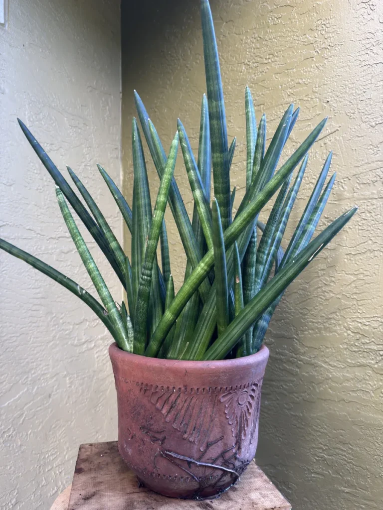 Sansevieria cylindrica – Spear Plant "OG Qapla”(Large)
