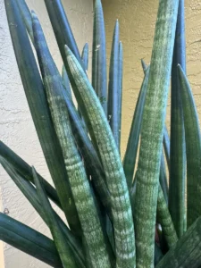 sansevieria-cylindrica-snake-plant-spear-plant-og-qapla-IMG_9126