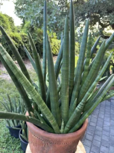 Sansevieria cylindrica Care: Complete Guide to the African Spear Plant