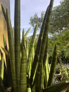 sansevieria-cylindrica-spear-plant-IMG_8458