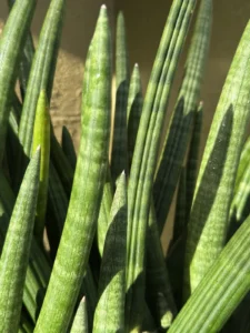 sansevieria-cylindrica-spear-plant-IMG_8468