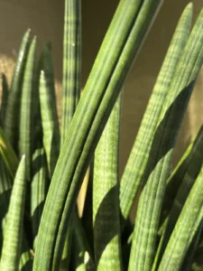 sansevieria-cylindrica-spear-plant-IMG_8469