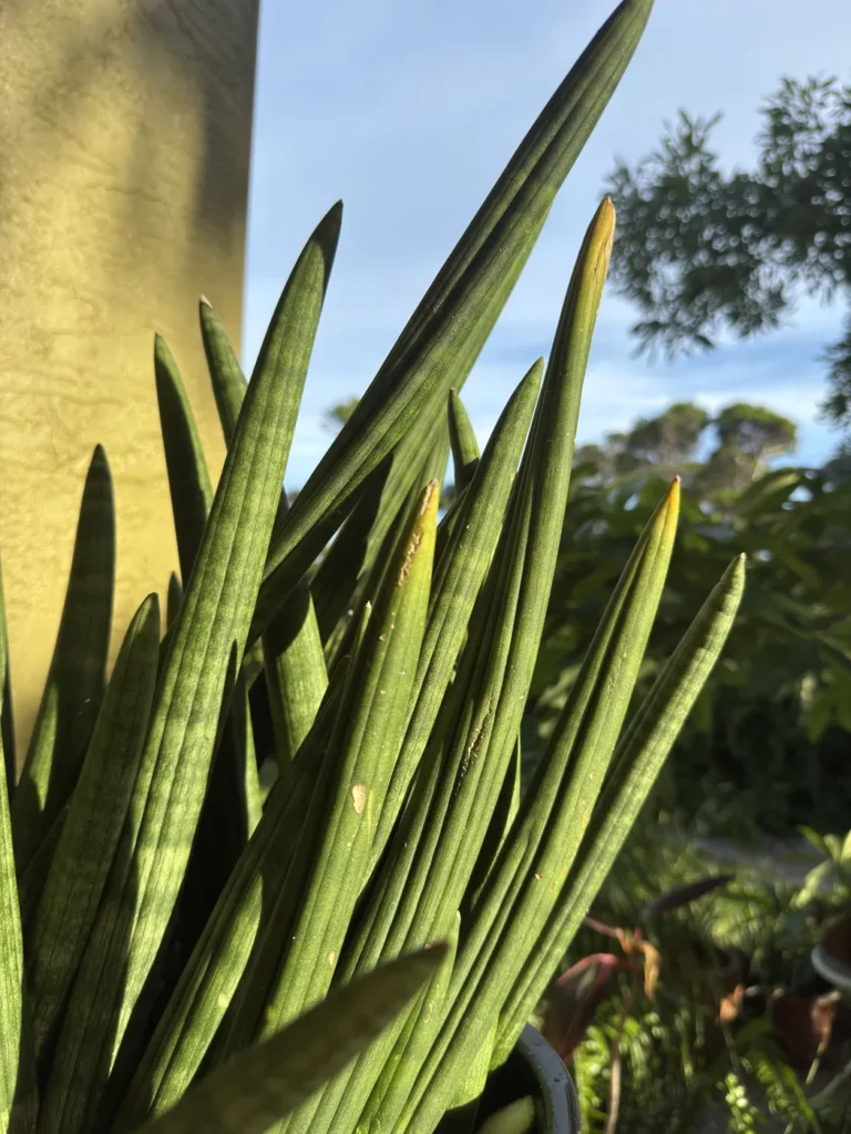 Sansevieria cylindrica - Spear Plant (Large)