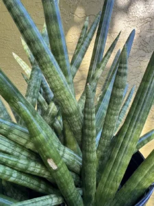 sansevieria-cylindrica-spear-snake-plant-IMG_8923