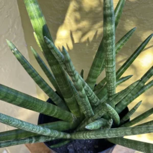 Sansevieria Cylindrica - Spear Plant (Large)