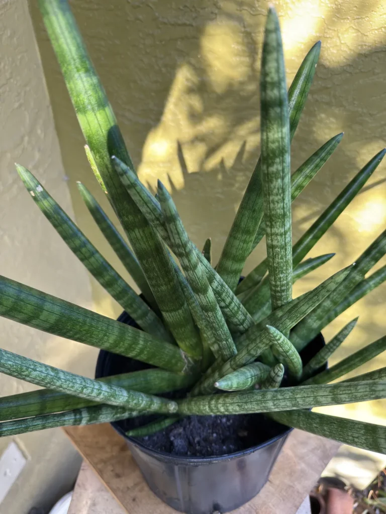 Sansevieria Cylindrica - Spear Plant (Large)