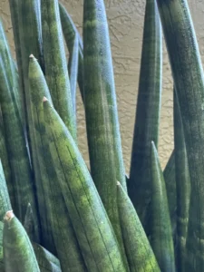 sansevieria-cylindrica-spear-snake-plant-IMG_8971