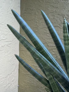 sansevieria-cylindrica-spear-snake-plant-IMG_8972