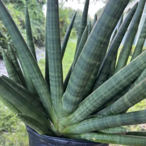 Sansevieria Cylindrica - Spear Plant (Large)