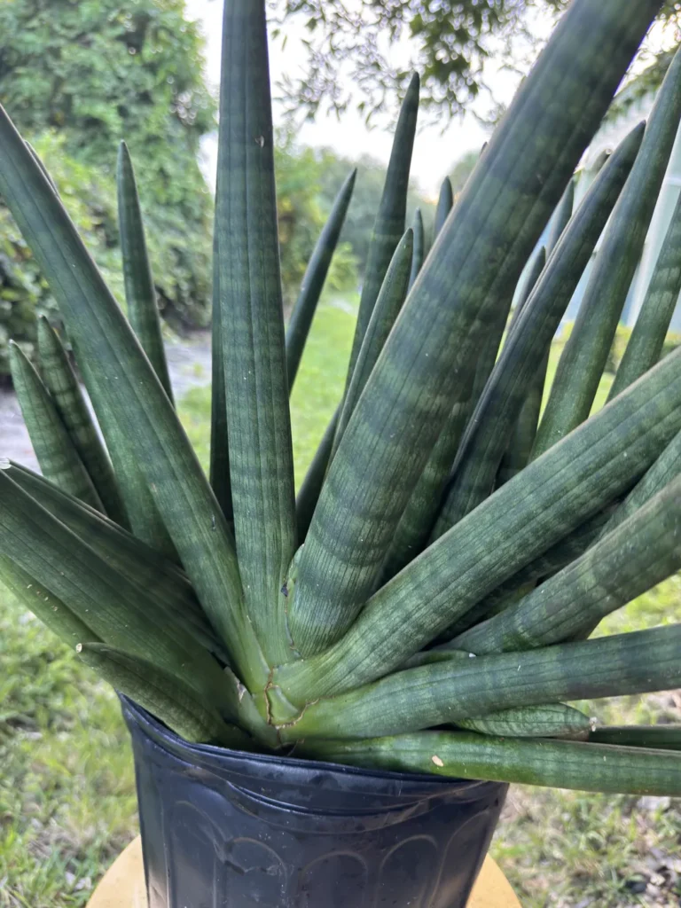 Sansevieria Cylindrica - Spear Plant (Large)