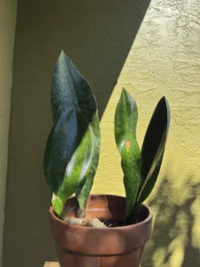 sansevieria-masoniana-whale-fin-IMG_8725