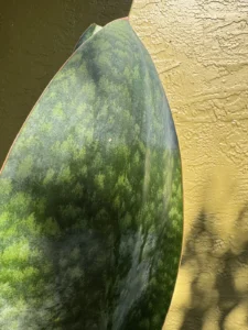 sansevieria-masoniana-whale-fin-IMG_8727