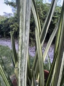 sansevieria-trifasciata-bantels-sensation-IMG_8427