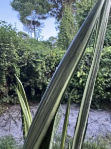 sansevieria-trifasciata-bantels-sensation-IMG_8428