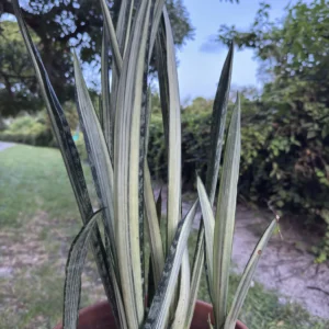 Sansevieria trifasciata - Bantel's Sensation "OG Blade" (Large)