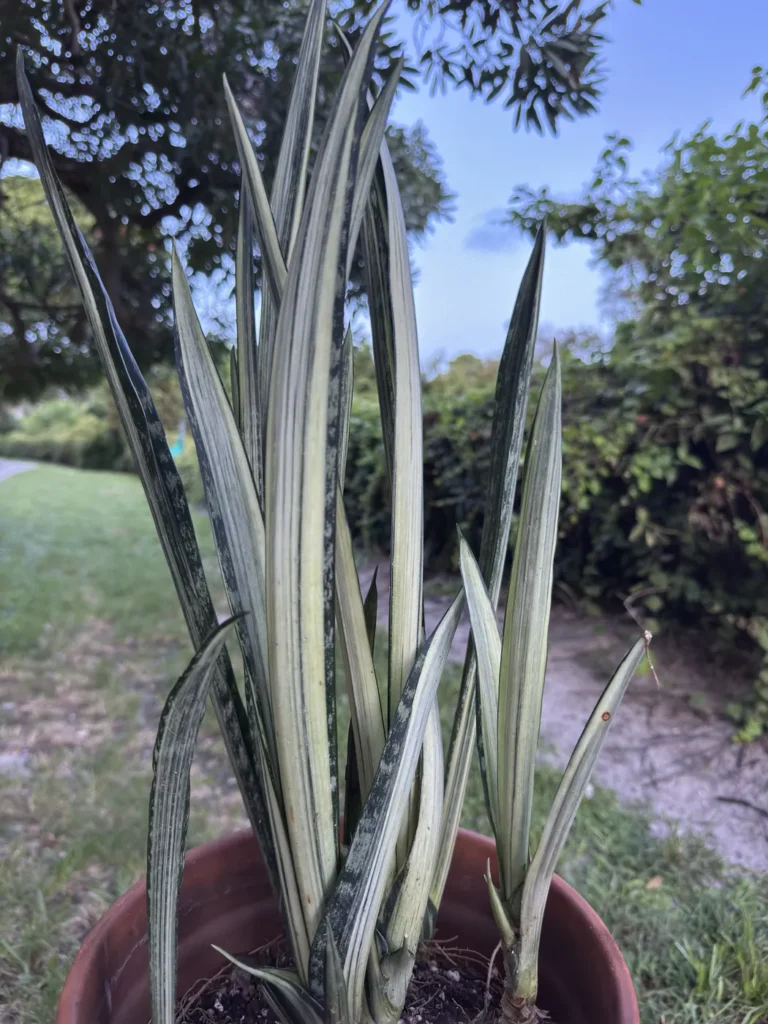 Sansevieria trifasciata - Bantel's Sensation "OG Blade" (Large)