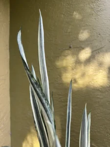 sansevieria-trifasciata-bantels-sensation-snake-plant-IMG_8841